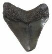 Juvenile Megalodon Tooth - South Carolina #48870-1
